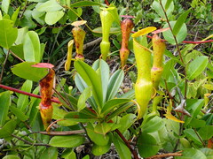 Nepenthes pervillei