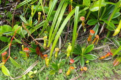 Nepenthes pervillei