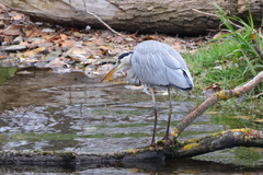 Ardea cinerea