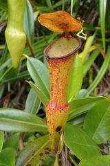 Nepenthes pervillei