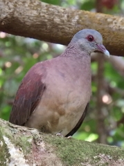 Nesoenas picturatus
