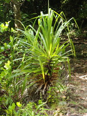 Pandanus multispicatus