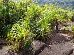 Pandanus multispicatus