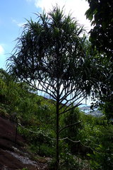 Pandanus sechellarum