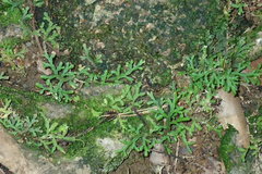 Selaginella fissidentoides