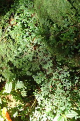 Selaginella fissidentoides