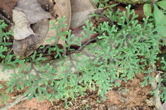 Selaginella fissidentoides