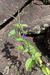 Stachytarpheta urticifolia