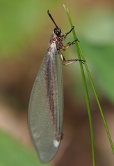 Myrmeleon formicarius