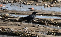 Corvus macrorhynchos