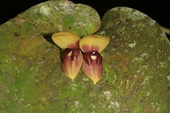 Pleurothallis imperialis