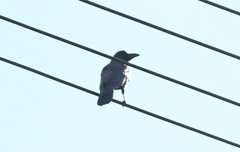 Corvus macrorhynchos