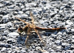 Sympetrum