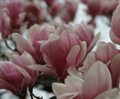 Magnolia × soulangeana