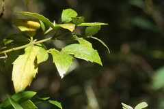 Atherosperma moschatum