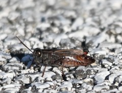 Calliptamus abbreviatus