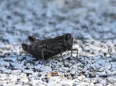 Calliptamus abbreviatus