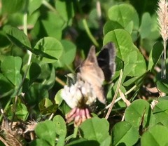 Thysanoplusia intermixta