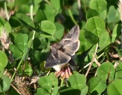 Thysanoplusia intermixta