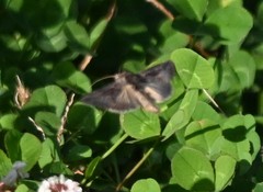 Thysanoplusia intermixta