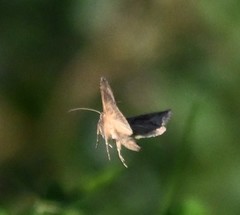 Thysanoplusia intermixta