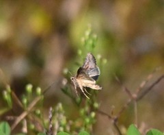 Thysanoplusia intermixta