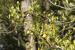 Atherosperma moschatum