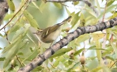 Phylloscopus proregulus