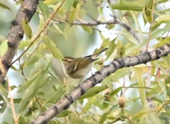 Phylloscopus proregulus
