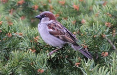 Passer domesticus