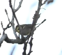 Periparus venustulus