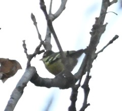 Periparus venustulus