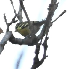 Periparus venustulus