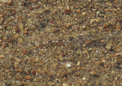 Favonigobius reichei