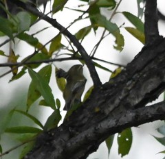 Phylloscopus
