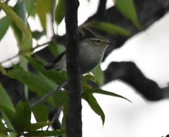 Phylloscopus