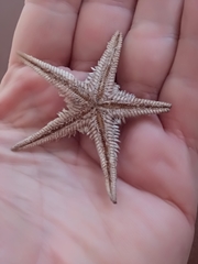 Astropecten bispinosus