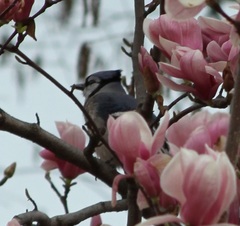Cyanocitta cristata