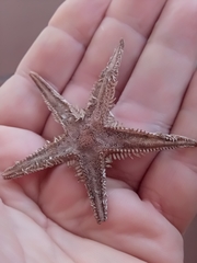 Astropecten bispinosus