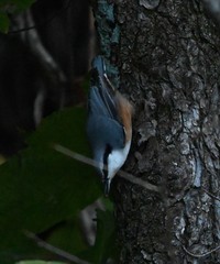 Sitta europaea amurensis