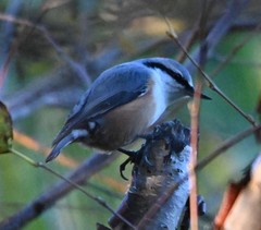 Sitta europaea amurensis
