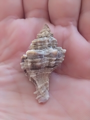 Hexaplex trunculus