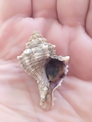 Hexaplex trunculus