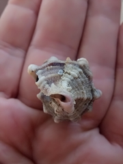 Hexaplex trunculus