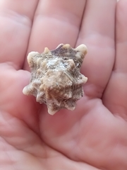 Hexaplex trunculus