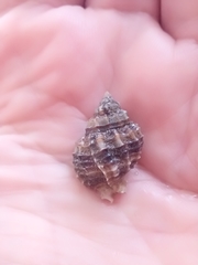 Gastropoda