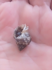 Gastropoda