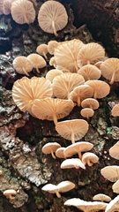 Marasmiellus alliiodorus