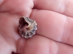 Gastropoda