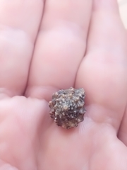 Gastropoda